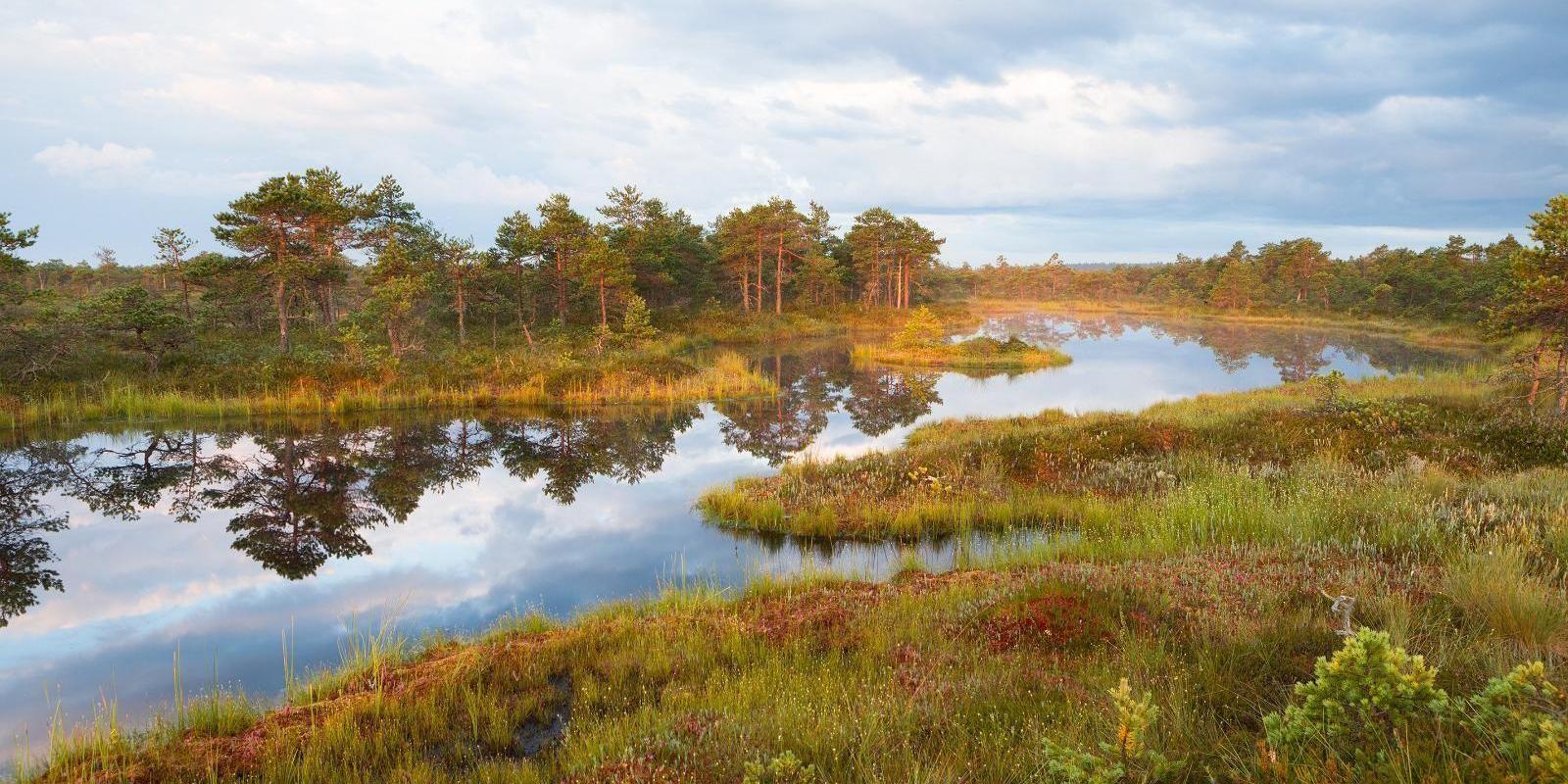 Loodusreis 'Metsik Eesti'