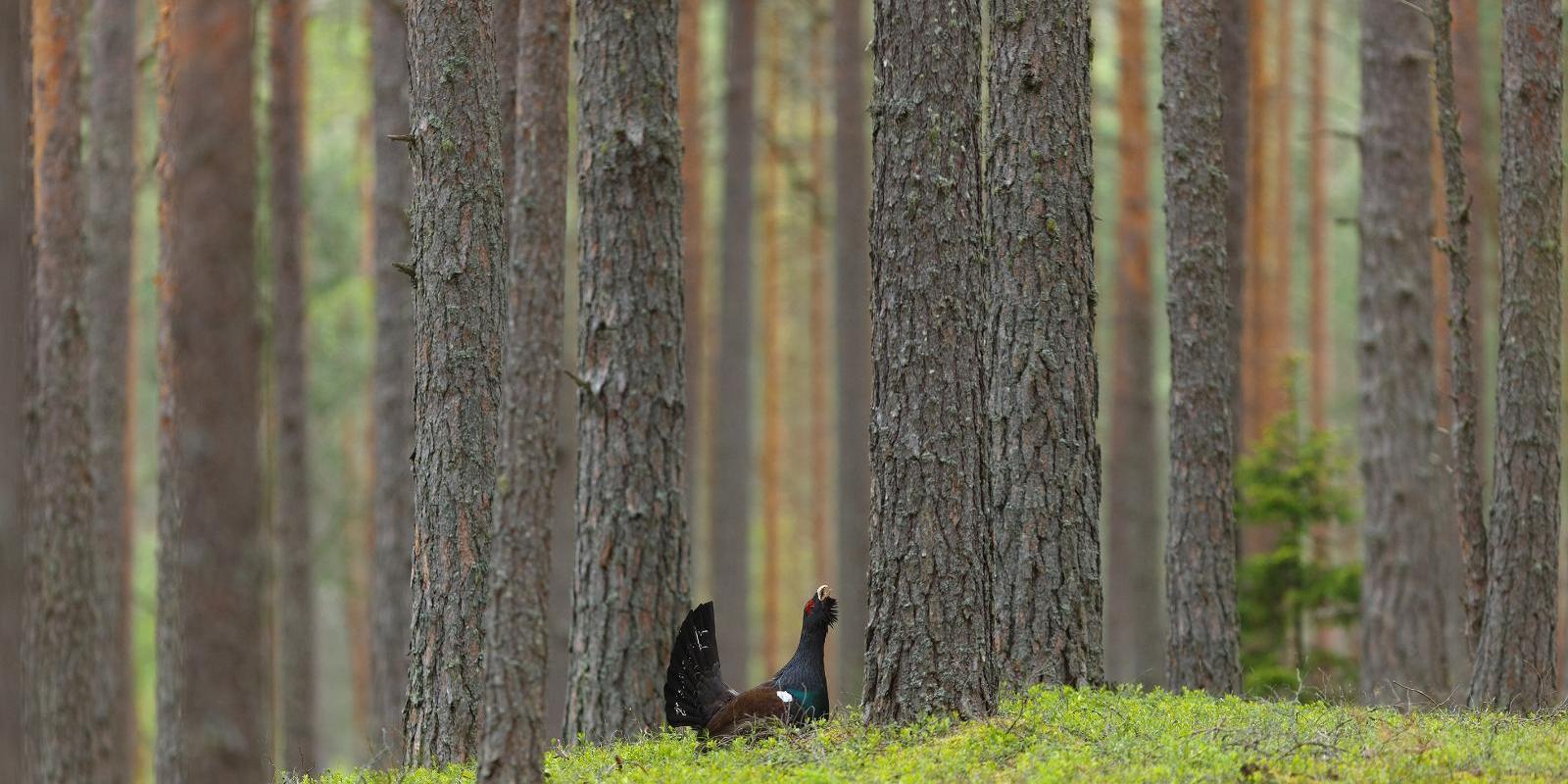 Loodusreis 'Metsik Eesti'
