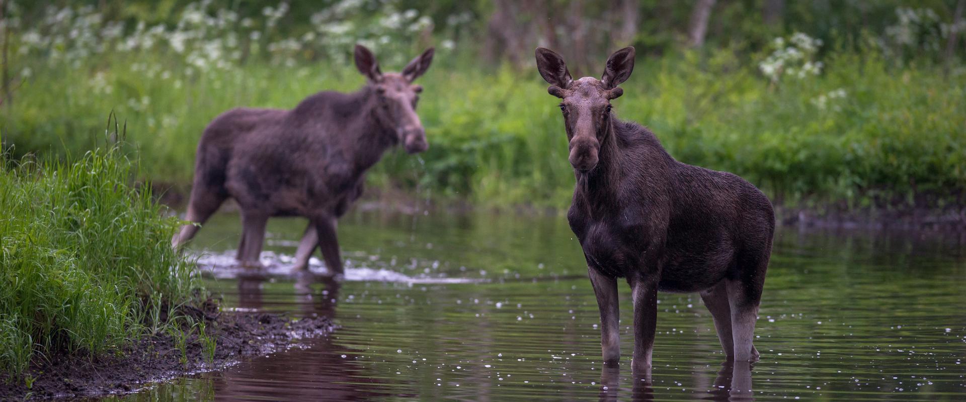 Moose watching tour in Estonia