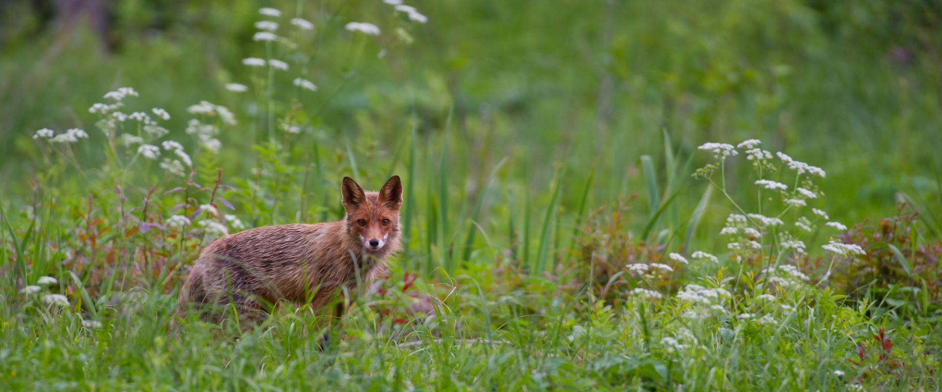 Wildlife watching tour in Estonia