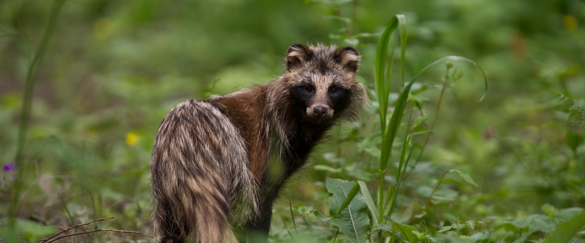 Wildlife photography in Estonia