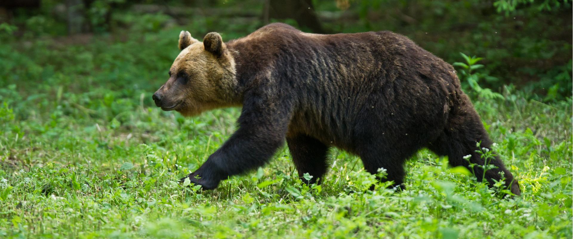 Bear watching tour