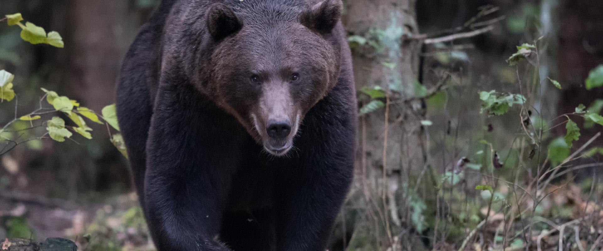 Brown Bear in Estonia