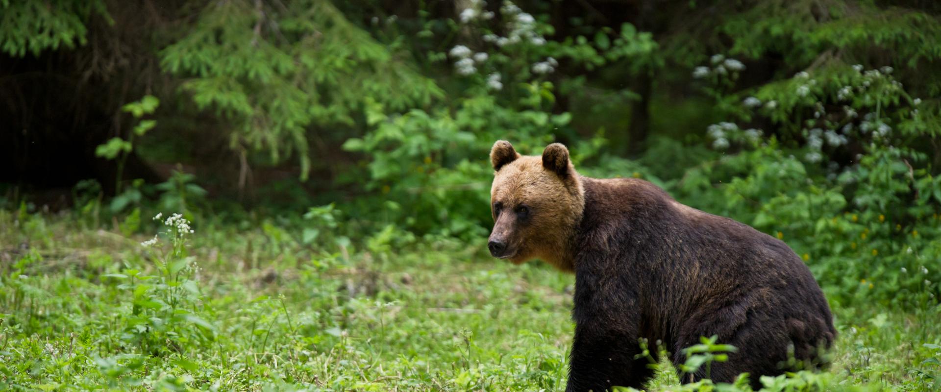 Bear photography in Estonia