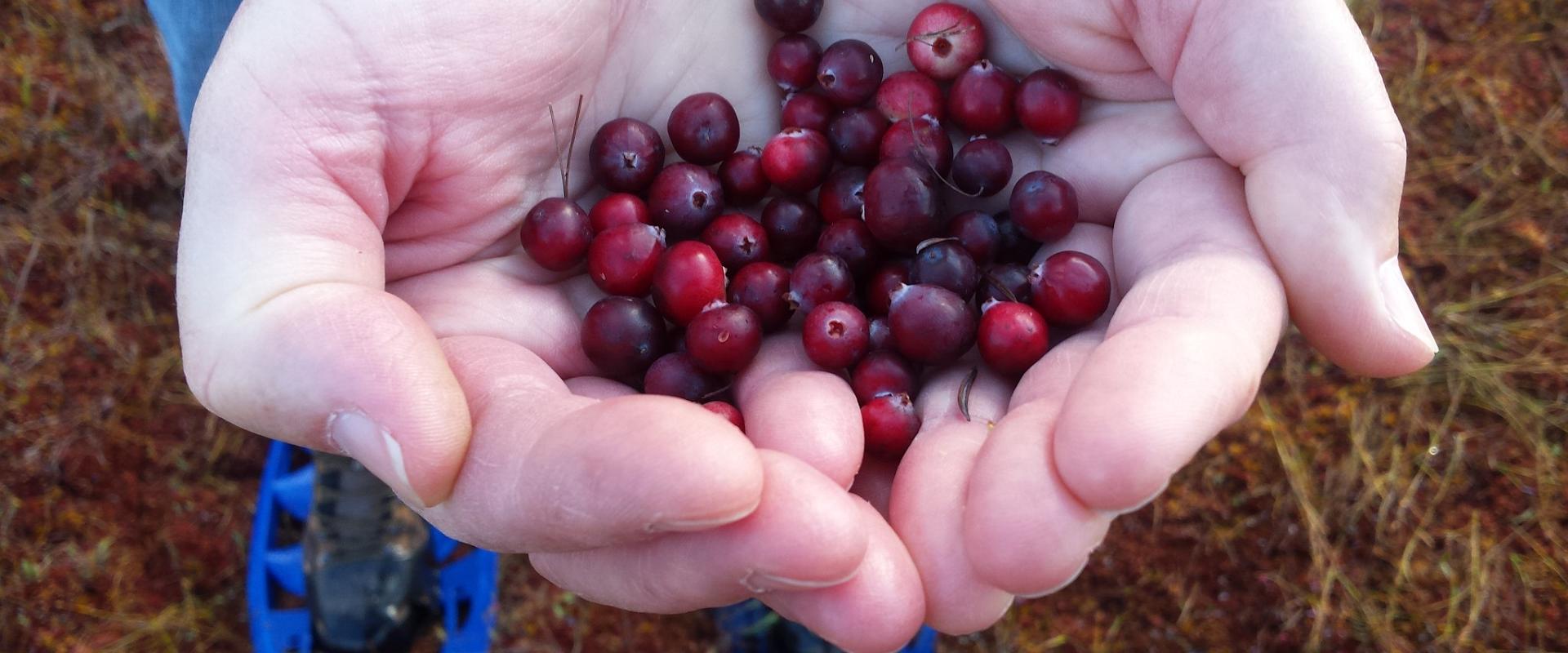 Every Estonian loves cranberries. A local nature guide will introduce the wonderful bogs with numerous bog pools, soft hollows, and secret streams. We