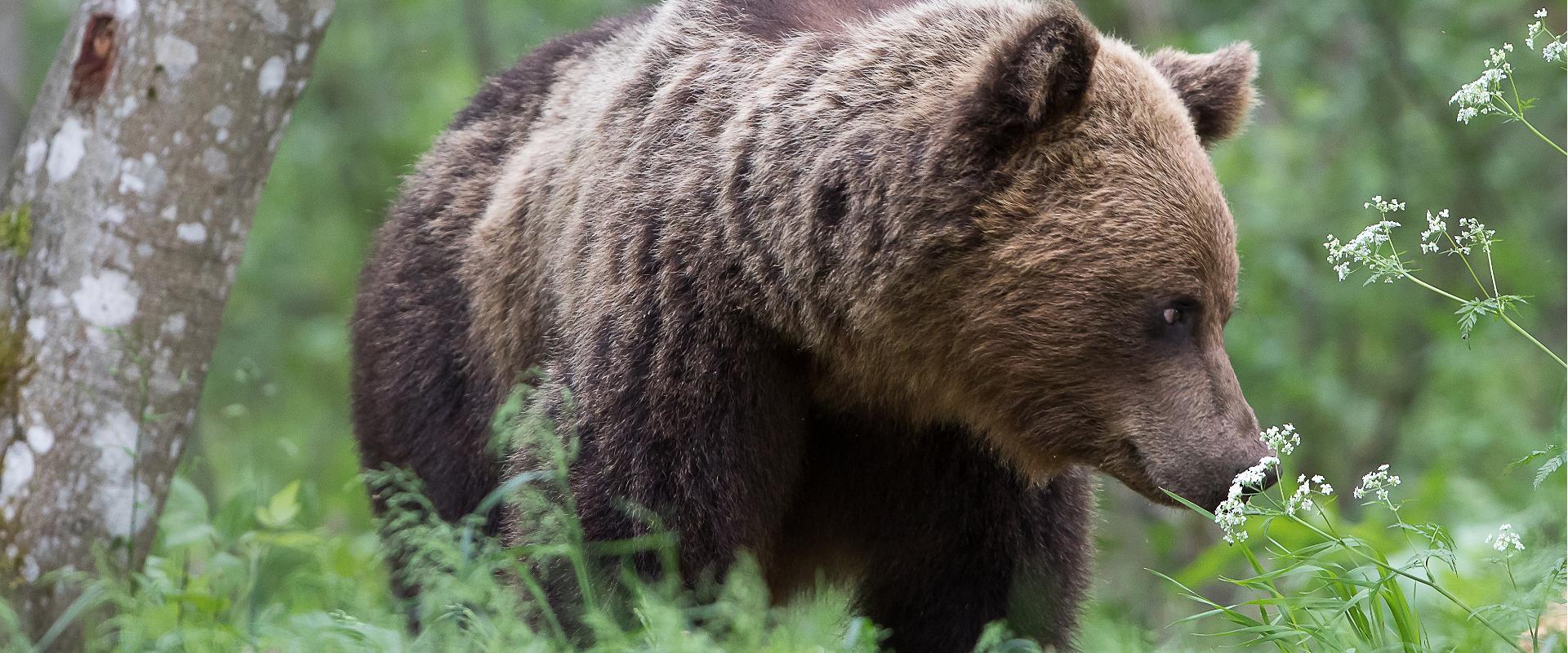 Bears are just an hour’s drive from Tallinn! The shelter where we will observe bears is meant for three people and we will also spend the night there.