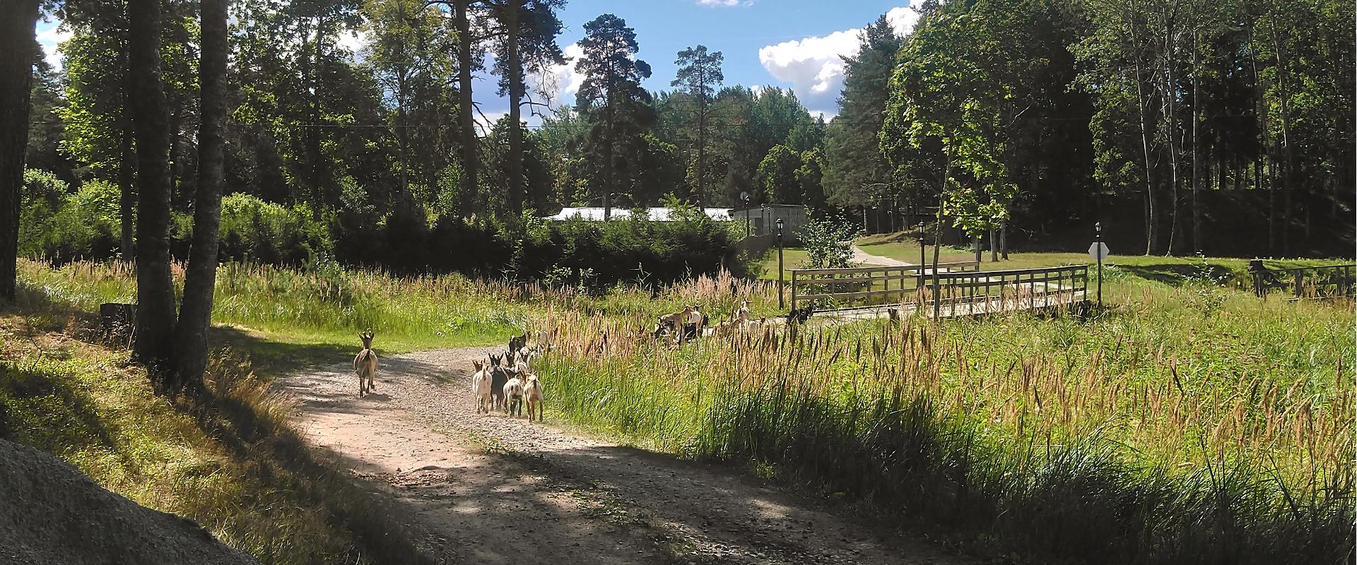 Tierpark auf dem Hof Kallaste