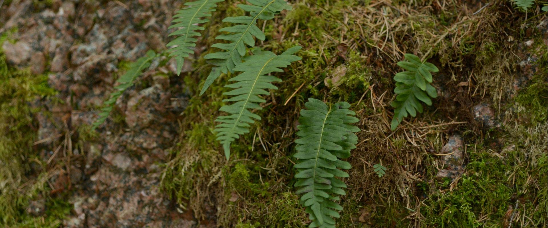 Audaku Study and Nature Trail