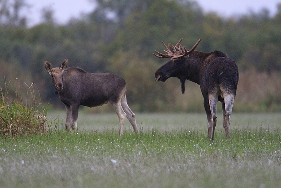 Bären, Wölfe und der Vogelzug – eine Naturbeobachtungsreise in Estland