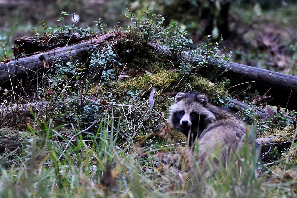 Bären, Wölfe und der Vogelzug – eine Naturbeobachtungsreise in Estland