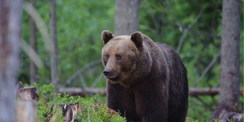 Karud, hundid ja lindude ränne – loomavaatlusreis Eestis