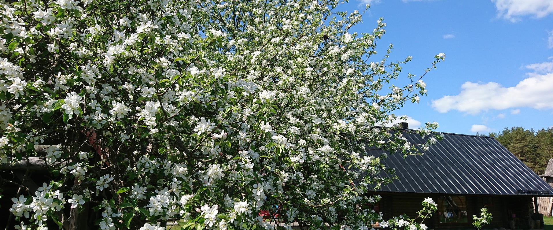 Marknatalu Puhkemaja Saunamaja- väike armas palkmaja,  mille kõrval on imeilus kevadine õitevahus õunapuu.