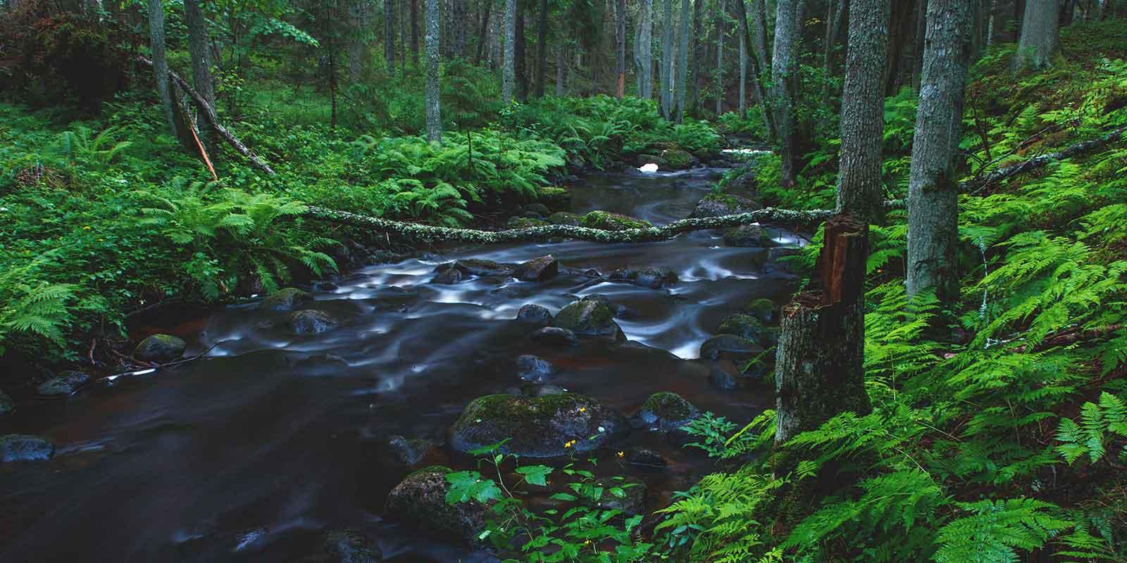 Fly fishing on the best trout rivers in Estonia