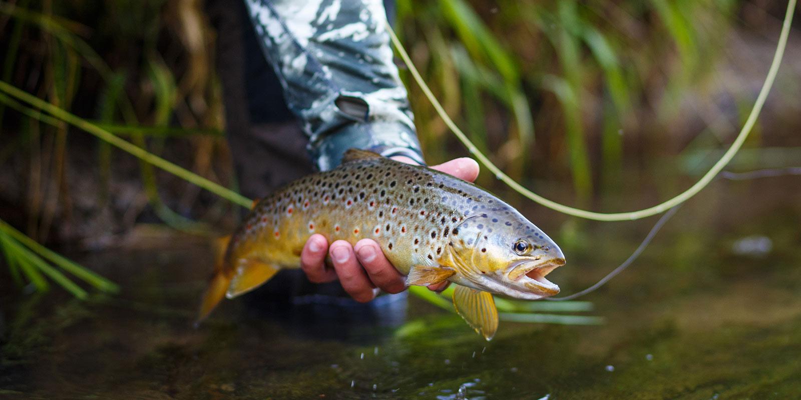 Fly fishing on the best trout rivers in Estonia