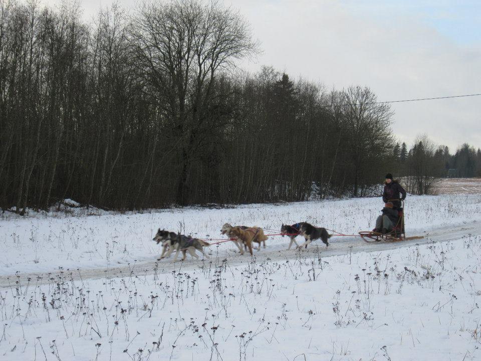 Schlittenfahrt mit Husky-Hunden mit dem Beginn des Ausflugs in Tallinn