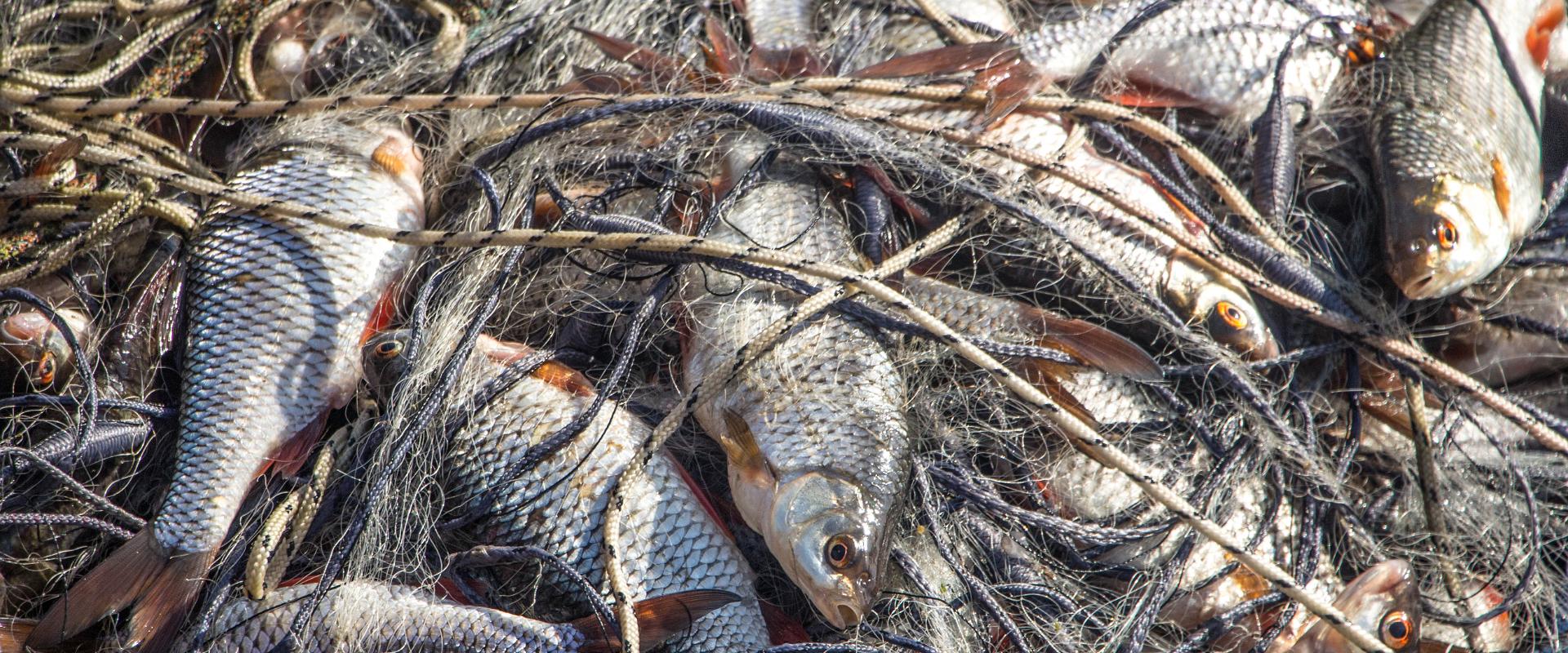 Peipsi külaelu õpituba "Sibulatee subbotnik"