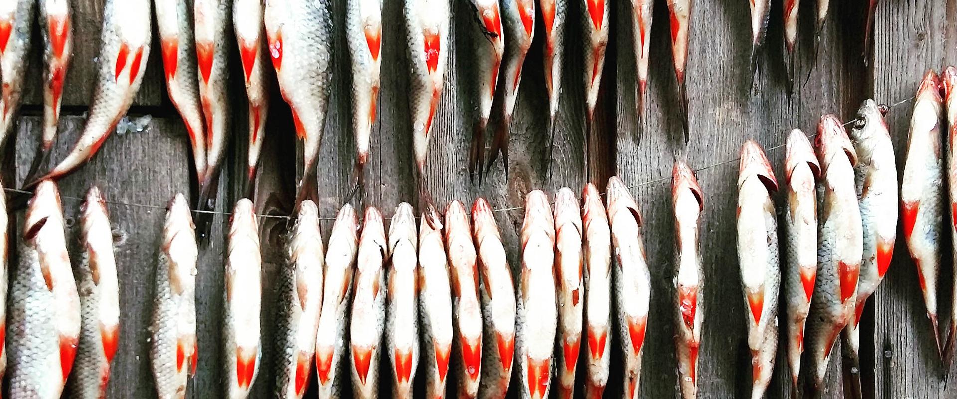 Peipsi külaelu õpituba "Sibulatee subbotnik"