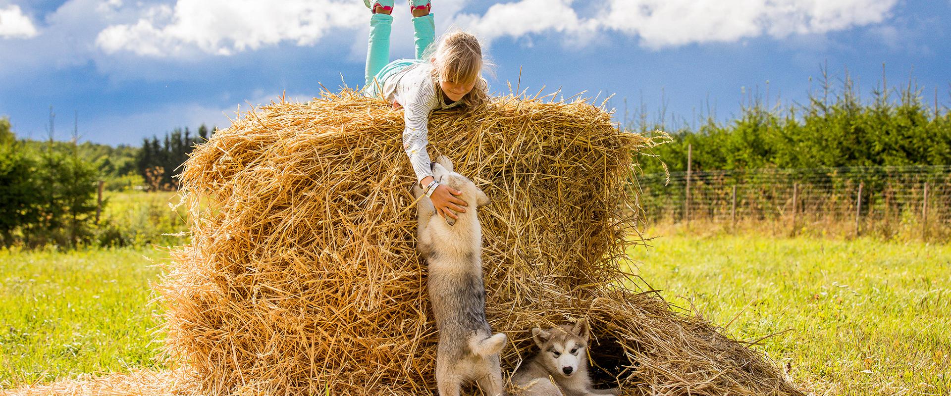 Vetokoirien perhetila Huskypark - odotamme sinua kylään!