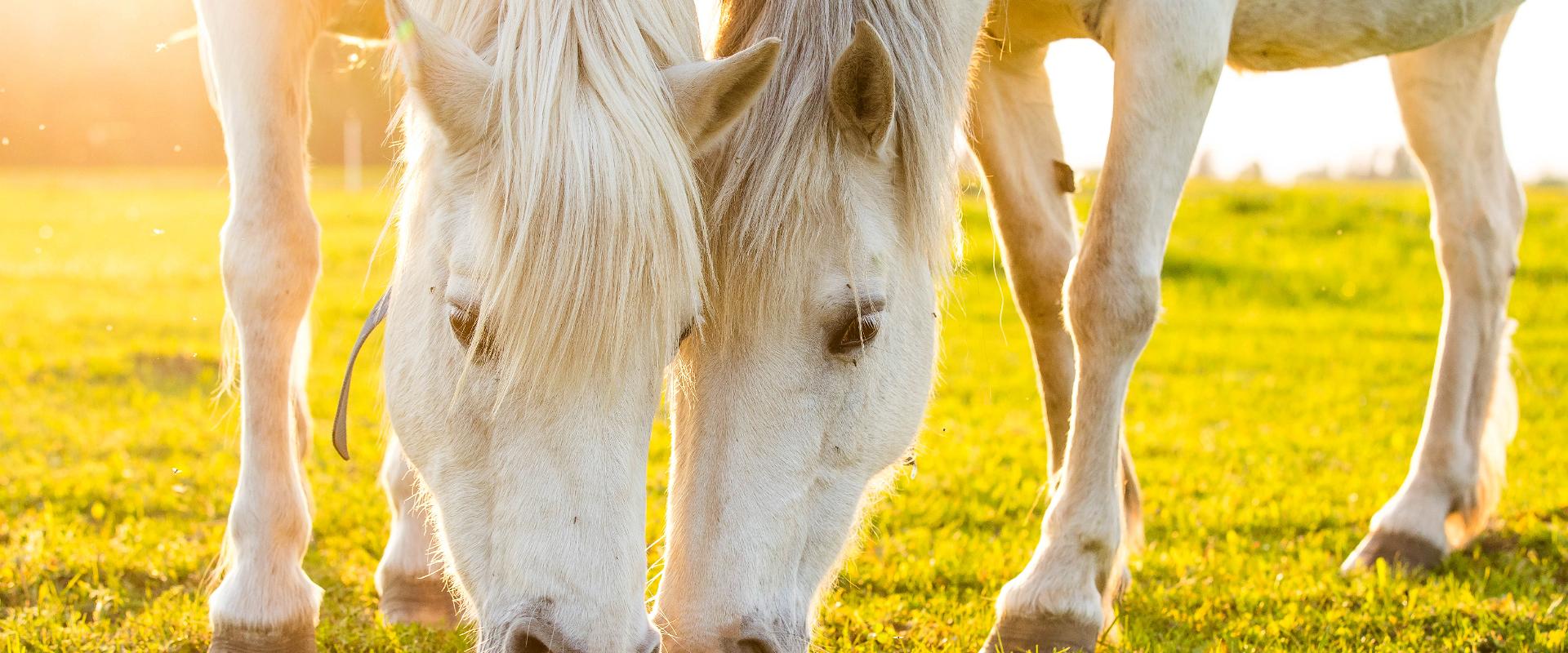 Vetokoirien perhetila Huskypark - odotamme sinua kylään!