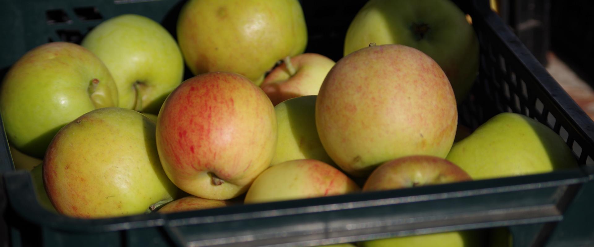 Freiluftmarkt in Tartu: estnische Äpfel