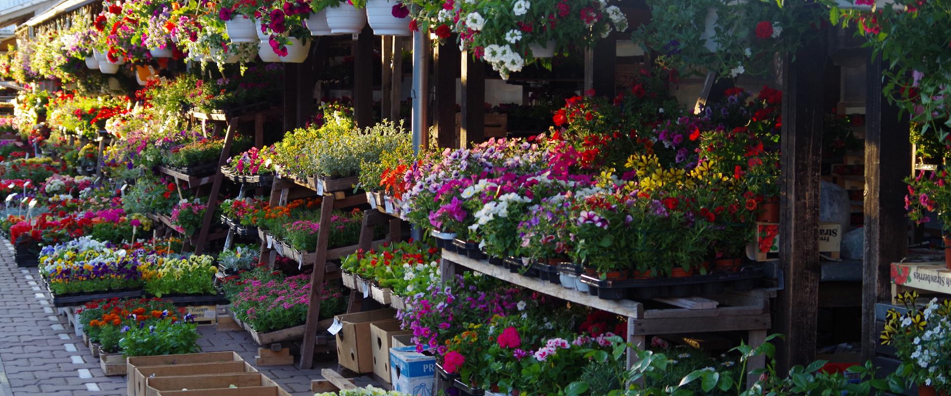Freiluftmarkt in Tartu: ein Paradies für Gartenbesitzer, eine bunte Blumenauswahl