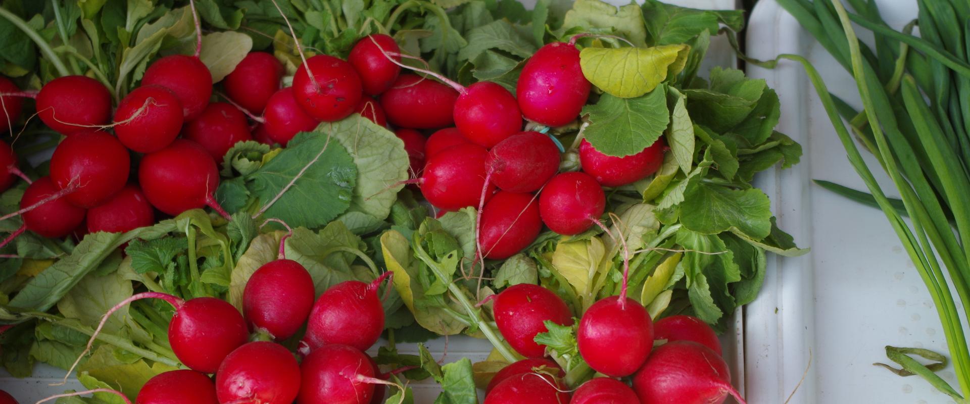 Freiluftmarkt in Tartu: frische Radieschen