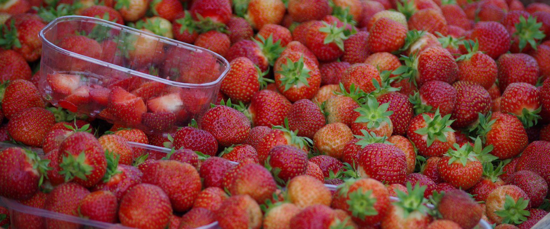 Freiluftmarkt in Tartu: Erdbeeren