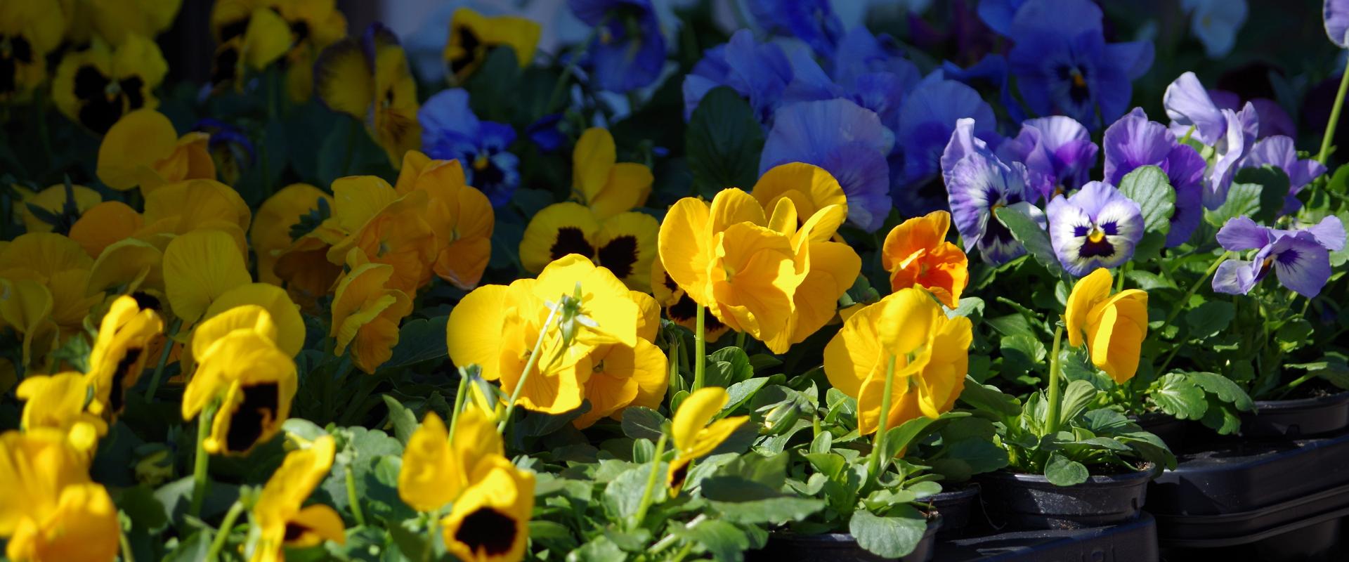 Tartu Market, blue and yellow pansies