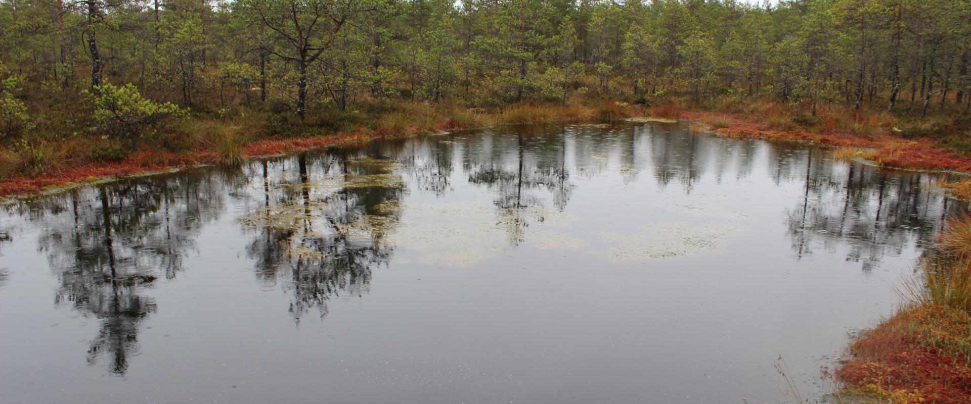 Linnumäen luontotilan kävelyretket