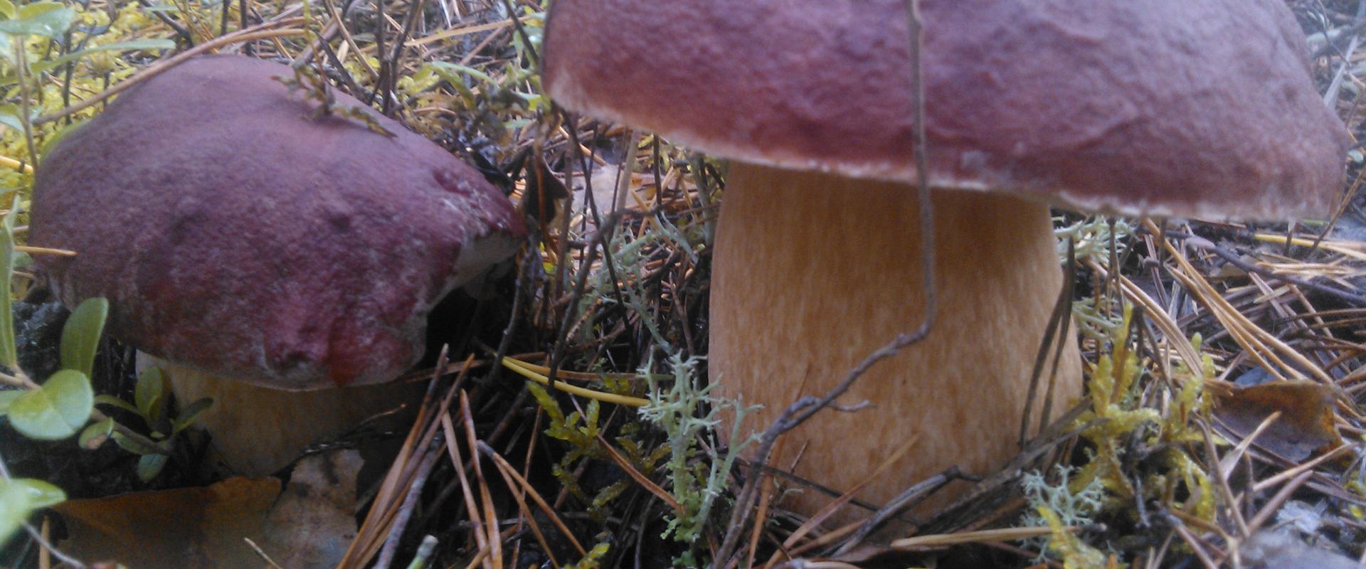 We organise excursions to lesser-known mushroom forests in Pärnu County in the second half of the summer and in autumn with an experienced mushroom ex
