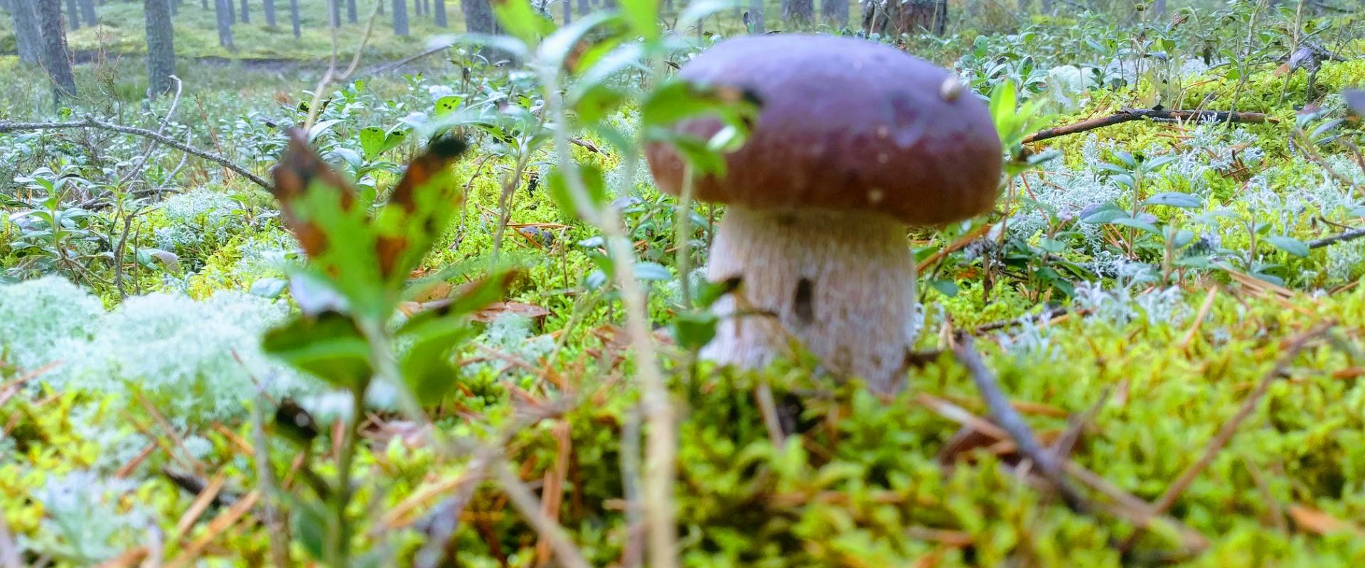 Adventure trips for mushroom lovers in Pärnu County
