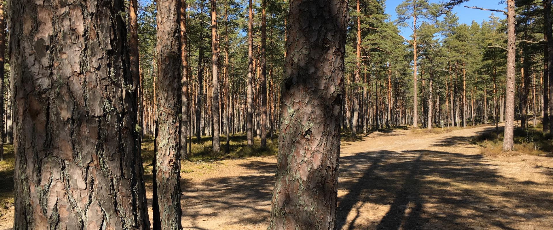 Mountain bike trails in the pine forests of Jõulumäe Sports and Recreation Centre