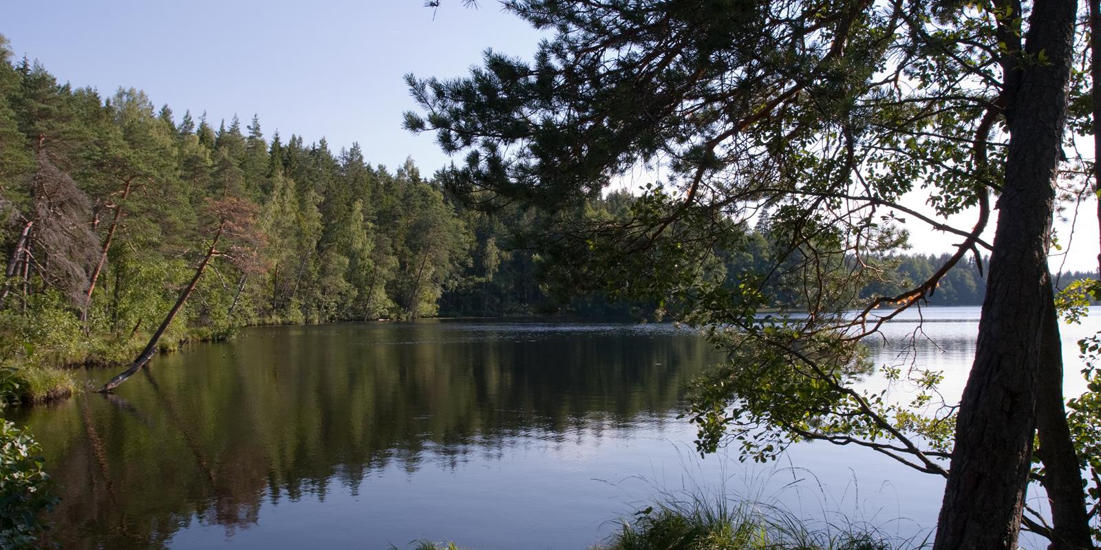 Järvi Pikkjärv