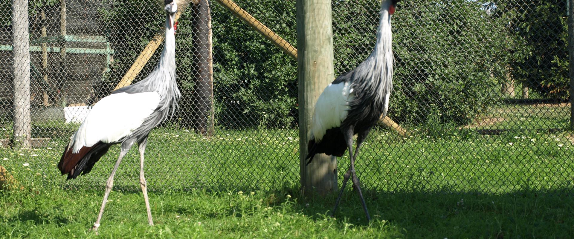 Sassi Ostrich Farm