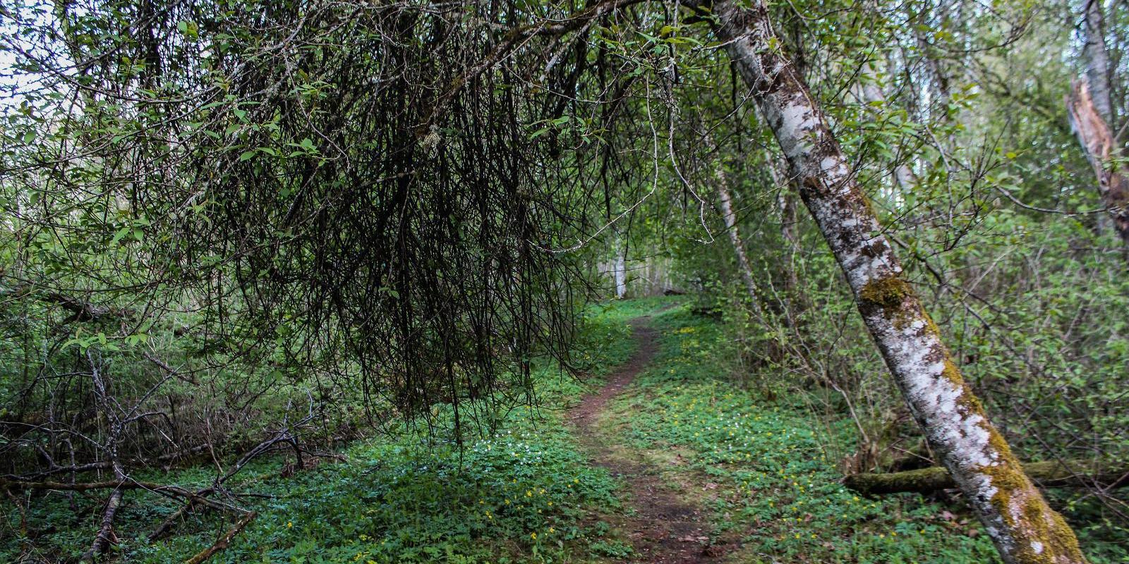 Wanderweg Alatskivi