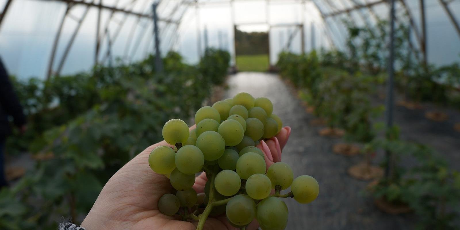 Primary course for making craft wine at Murimäe Winery