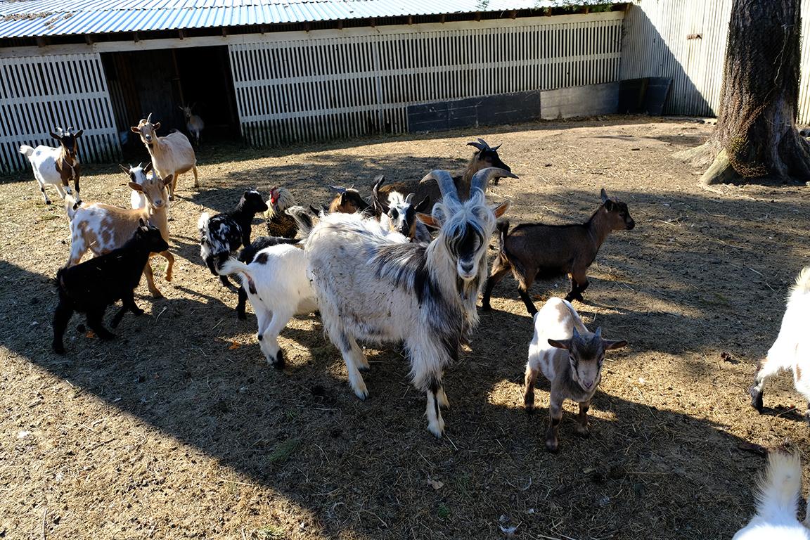 Tierpark auf dem Hof Kallaste