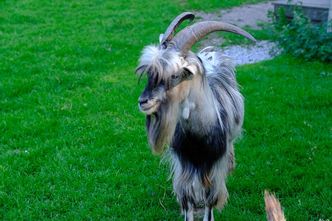 Kallaste Farm animal park