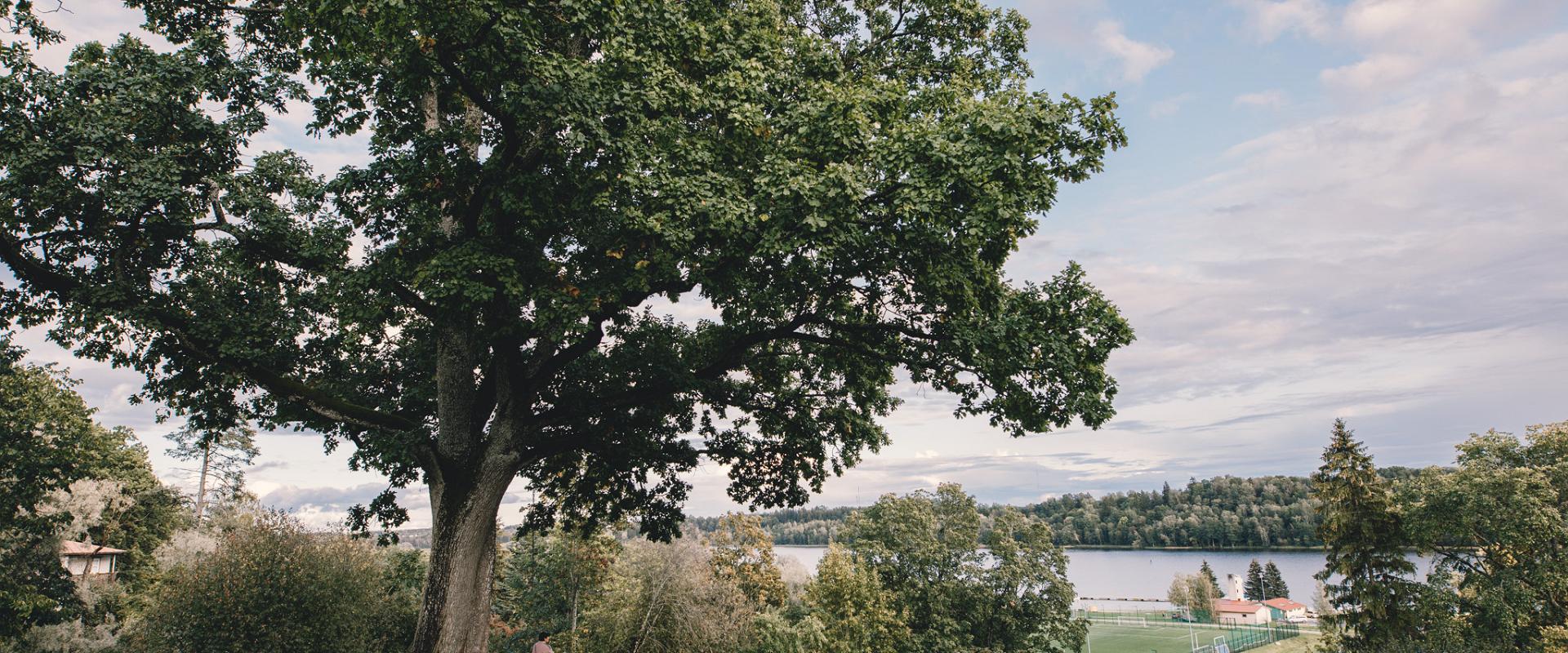 Oak and a swing