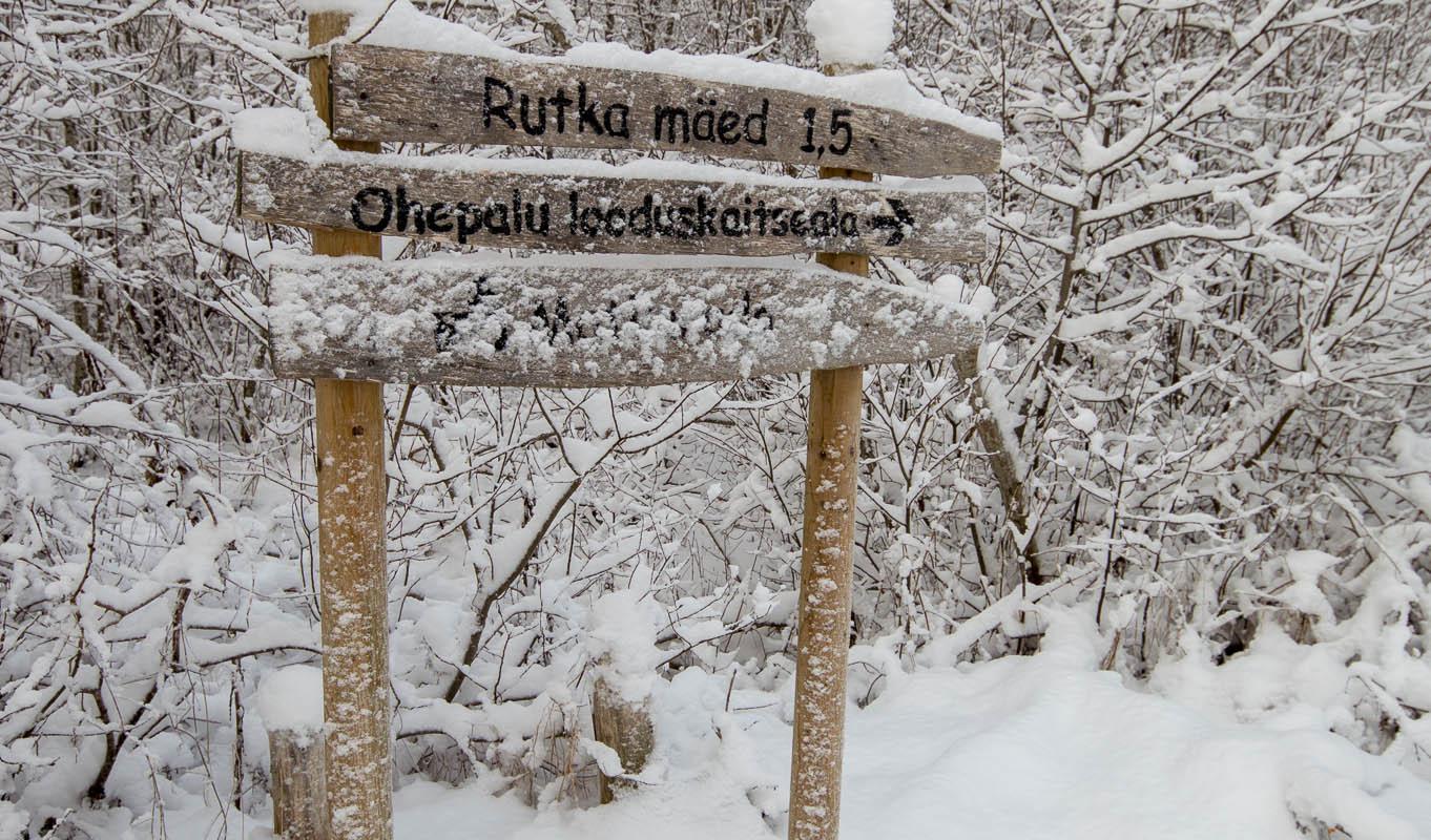 Rutkaste matkaraja algus. Viidad Tapal Võidu pst lõpus