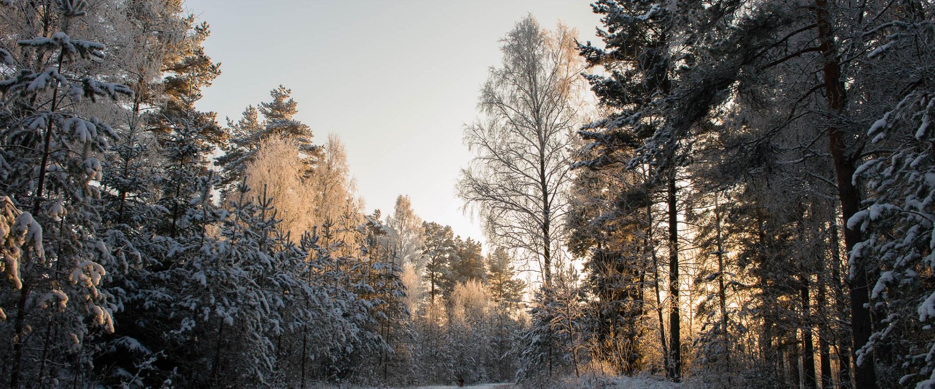 Mööda Rutka oosi kulgev tee talvel