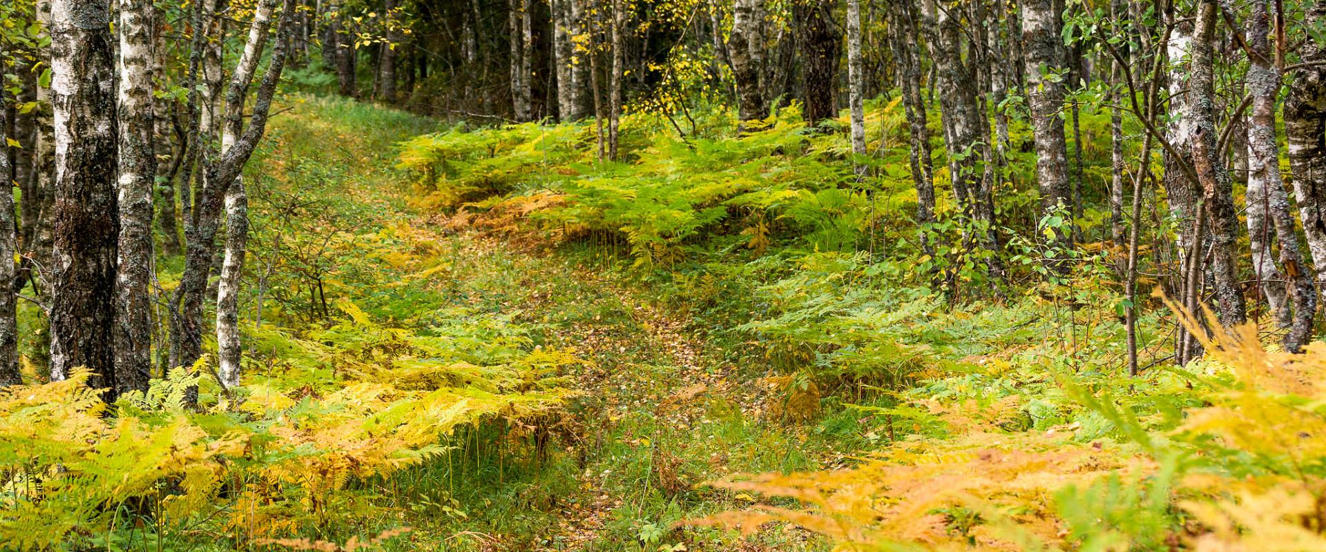 Rutkaste hiking trail