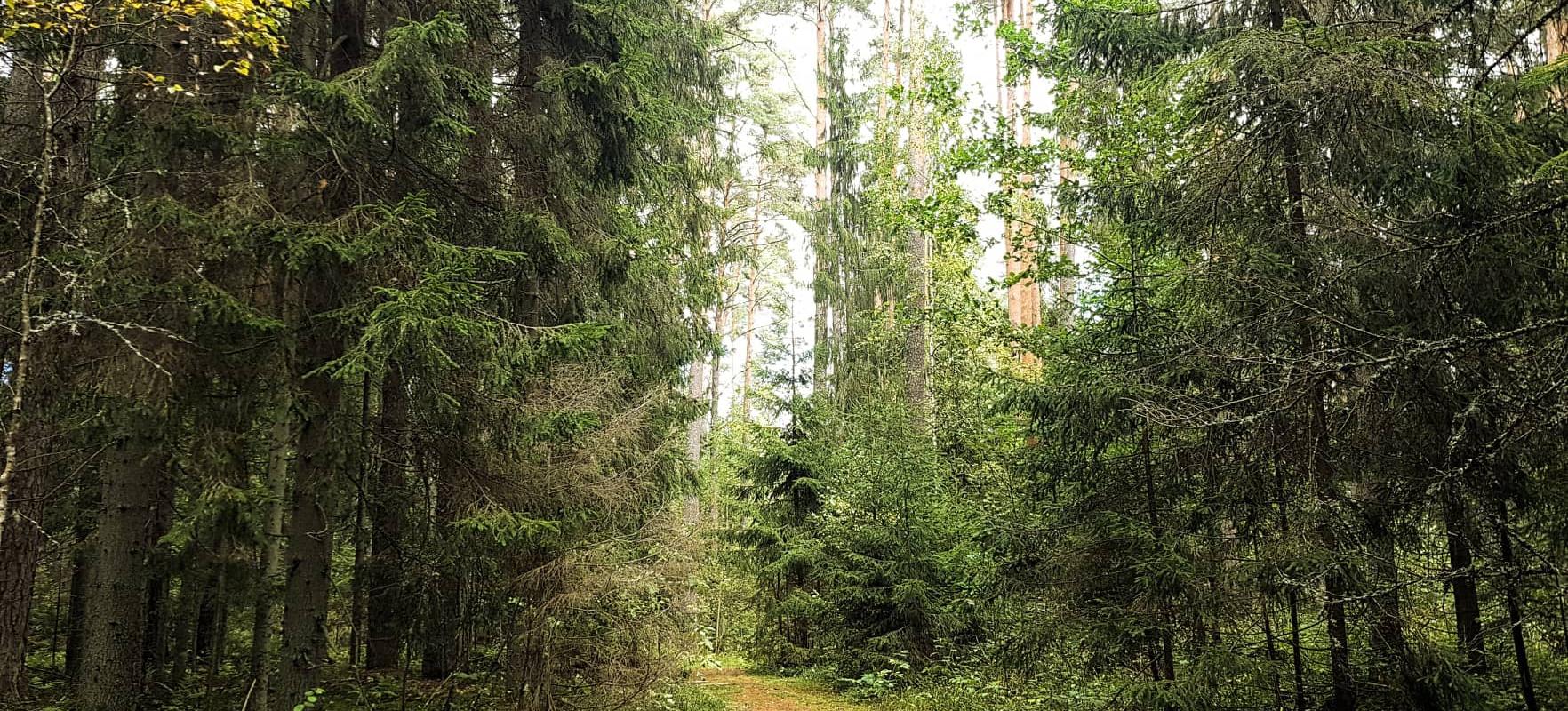 Vapramäe hiking trails