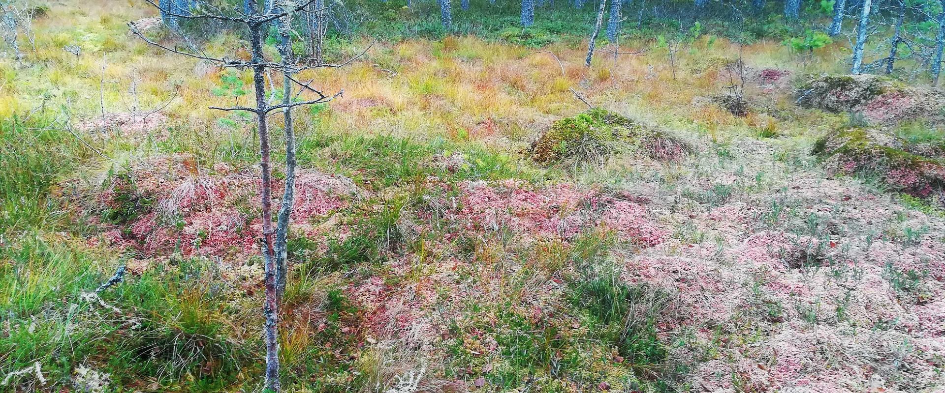 Rummu raba retk räätsadel loodusest hoolijatele