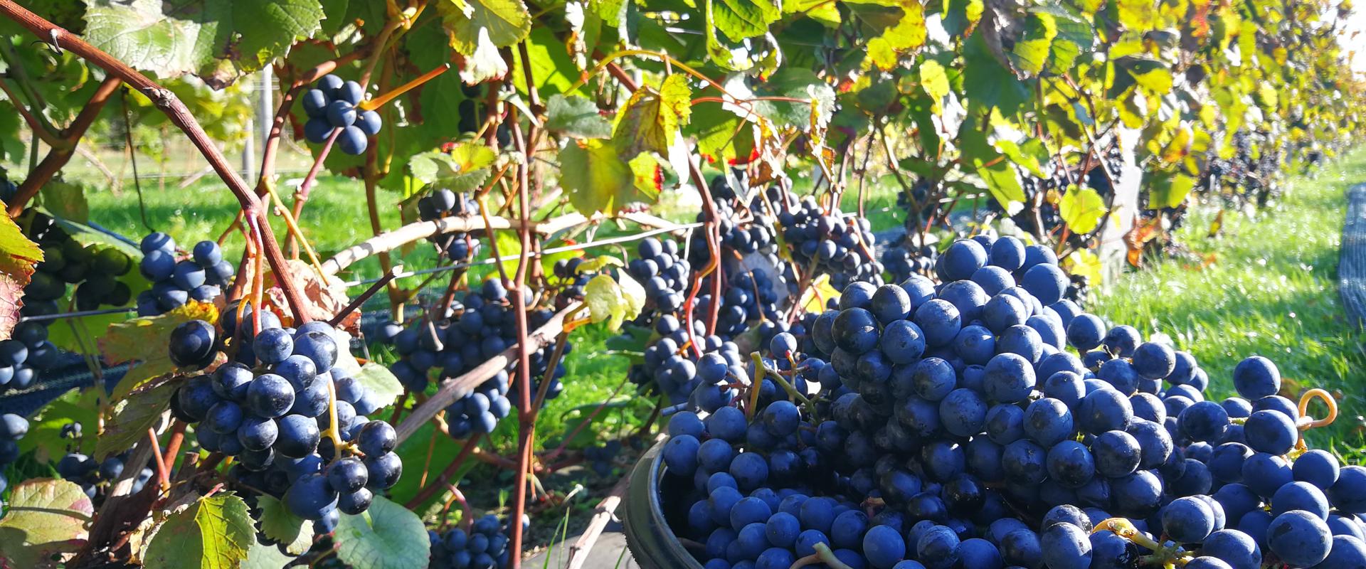 Estonian Wine Route Tour and Tori-Jõesuu Cider and Wine Farm's vineyard