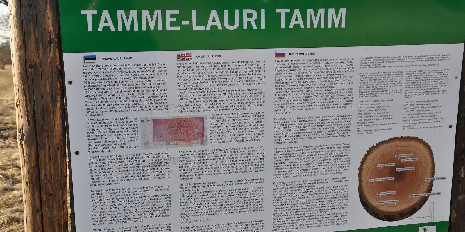 Tamme-Laurin tammi