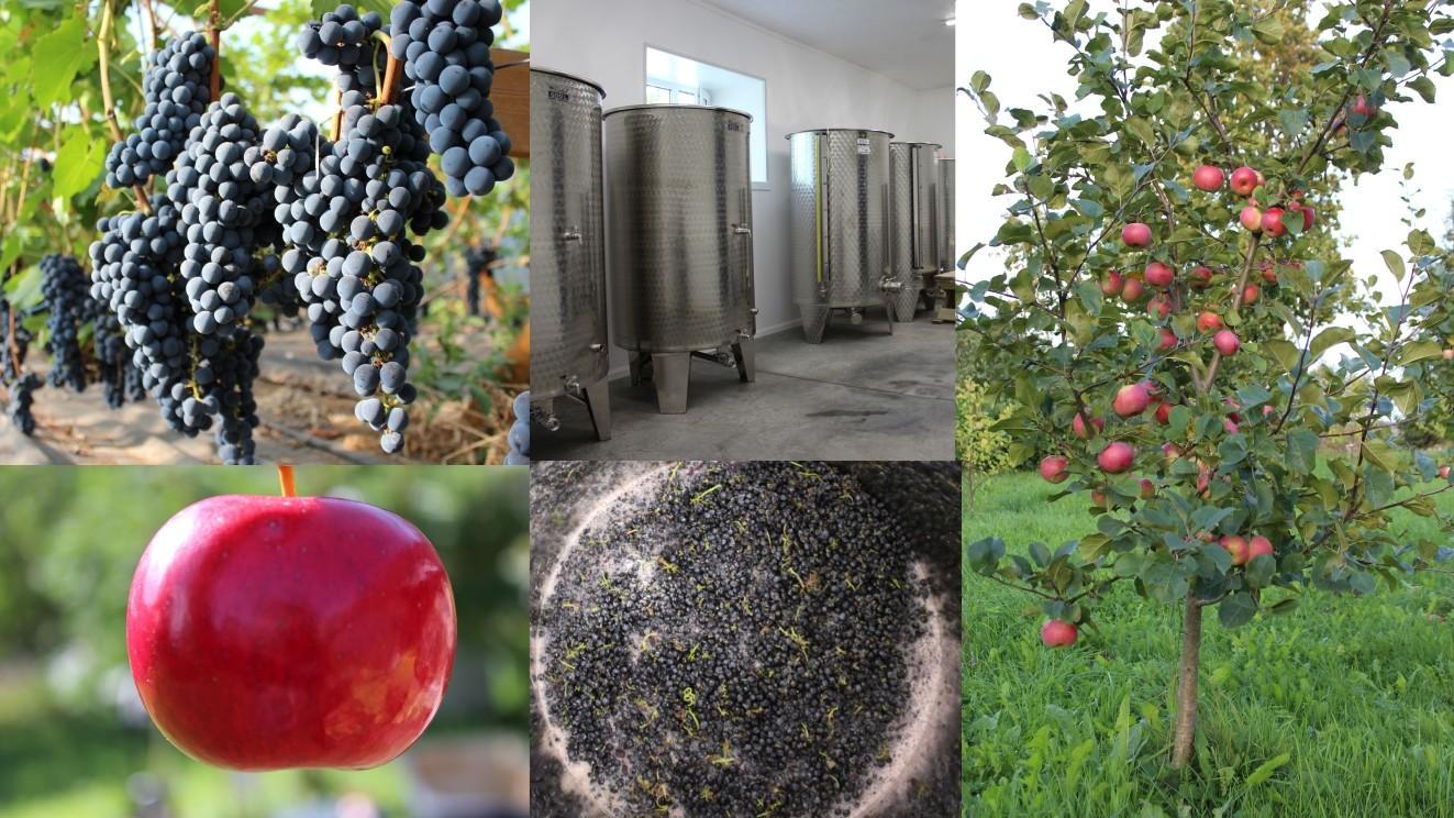 Järiste Veinitalu veinide ja -siidrite degusteerimise töötuba