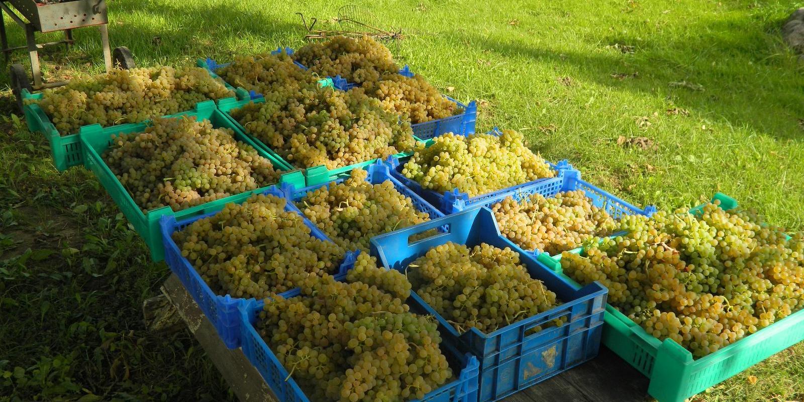 Vīna saimniecības "Järiste Veinitalu" zaļās vīnogas kastēs