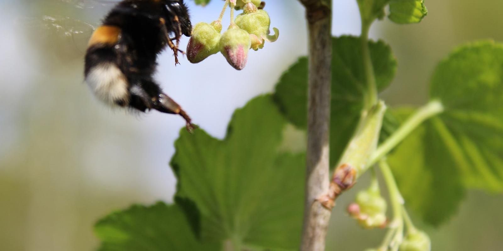 Järiste Winery grapes and bee