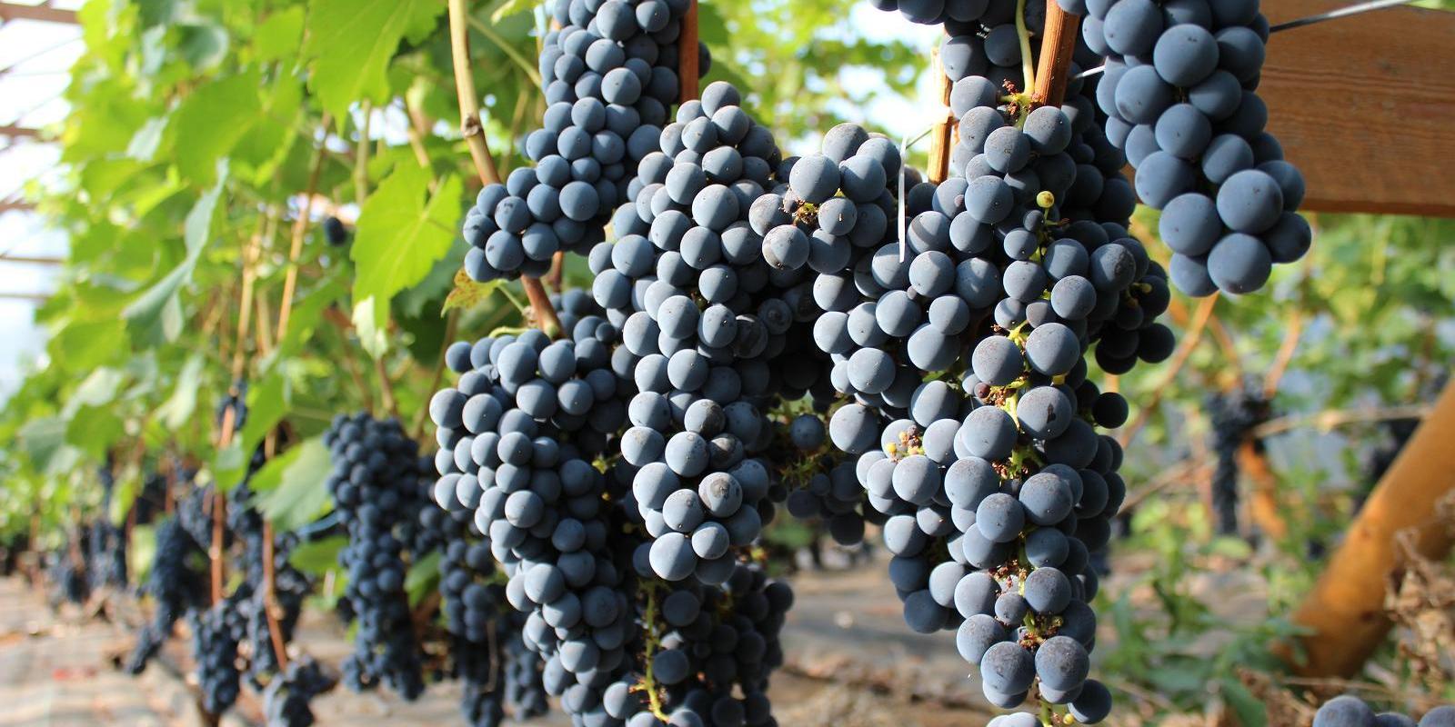 Järiste Veinitalu viinamarjaistanduse valminud viljad